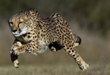 कूनो नेशनल पार्क में 8 चीते होंगे शामिल, आज शनिवार सुबह CM मोहन यादव करेंगे स्वागत और रिलीज