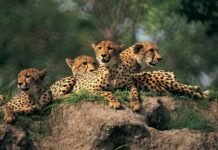 28 तारीख को बोत्सवाना से आ रहे चीते, एमपी में बढ़ेगा चीते का कुनबा