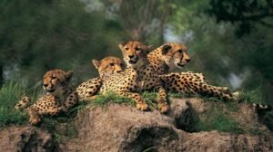cheetahs5_2.jpg
