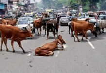 विधानसभा में बड़ा ऐलान: 2 साल बाद मध्य प्रदेश में नहीं दिखेंगे आवारा पशु