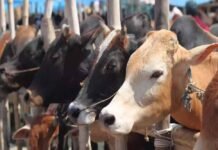 मध्य प्रदेश में गौशालाओं की देखरेख करेंगे ऑस्ट्रेलिया और दुबई की संस्थाएं, 3 माह में सड़कों पर गायें नहीं दिखेंगी