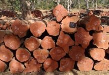 वन विकास निगम में ‘डिजिटल क्रांति‘ और ‘रोजगार संगम‘ का सफल मॉडल