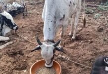 नस्ल सुधार से पशुपालकों की आय बढ़ाने की दिशा में ‘हिरण्यगर्भा अभियान’ मजबूत आधार