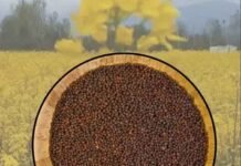 सरसों किसानों की बढ़ी उम्मीदें: भावांतर योजना में शामिल, कम कीमत का नुकसान भरेगी सरकार