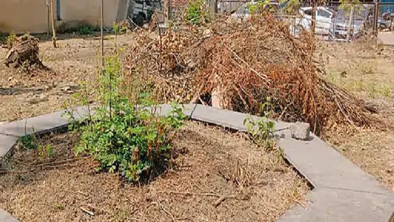 राजनांदगांव : सूखी और कंटीली झाड़ियों की सफाई नहीं, सुंदरता पर ग्रहण लग रहा है…