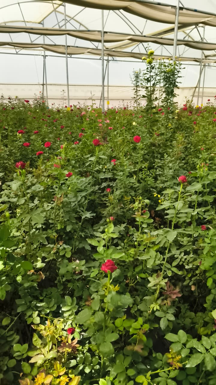 गुलाबों से महकती सफलता: सूरजपुर के किसान की प्रेरक कहानी