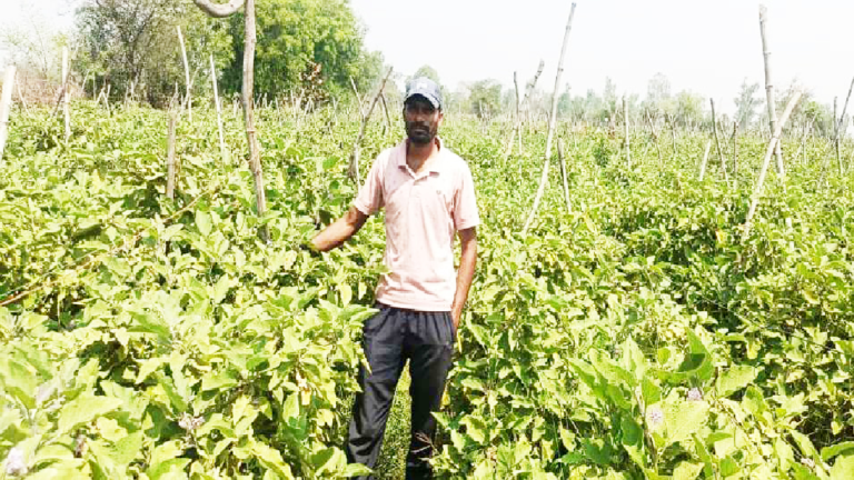 CG : ग्राफ्टेड बैंगन की उन्नत खेती से अमृत बंजारे की आर्थिक स्थिति हुई सुदृढ़