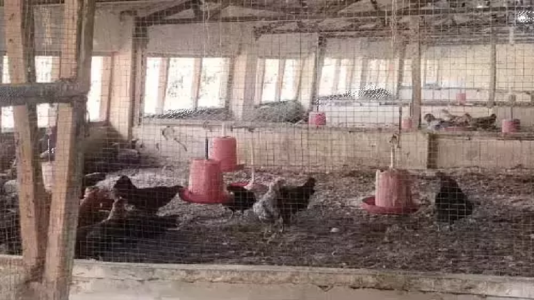 CG : पोल्ट्री फार्म कारोबारियों को 50 लाख का नुकसान, बर्ड फ्लू का खतरा …