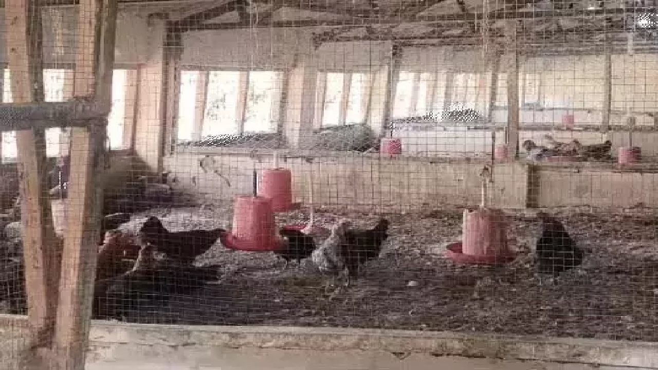 CG : पोल्ट्री फार्म कारोबारियों को 50 लाख का नुकसान, बर्ड फ्लू का खतरा …