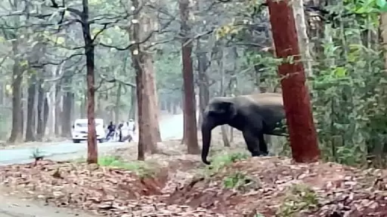 CG : सड़क में आवागमन रोका हाथियों ने, रायगढ़ में फसल भी बर्बाद कर रहे …