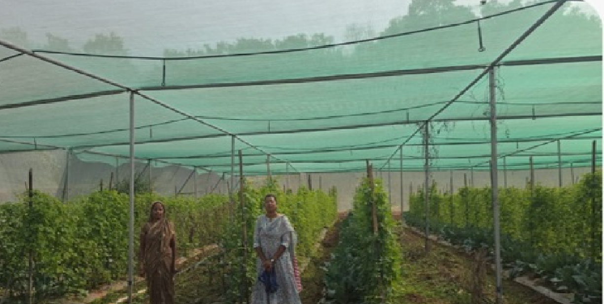 मोहला : सब्जी उत्पादन में नवाचार:आधुनिक तकनीक अपनाकर मैना बाई बनीं सफल उद्यानिकी कृषक…