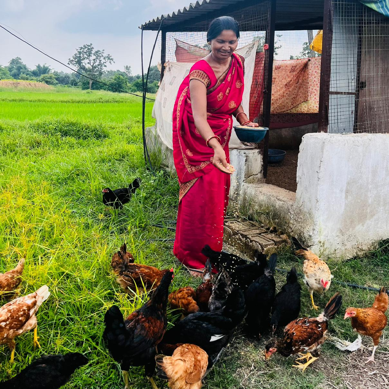 एकीकृत कृषि और आजीविका के लिए 'दीदी के बखरी' से आ रही नई क्रांति कांकेर जिले की पहल