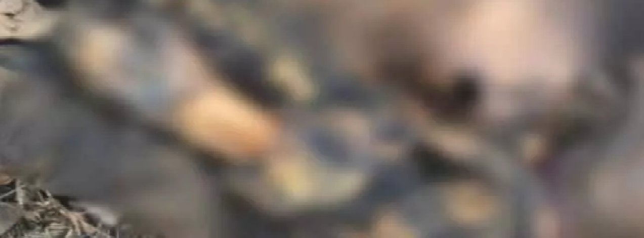 CG : बालोद में फिर हत्या! सड़ी गली लाश मिली…