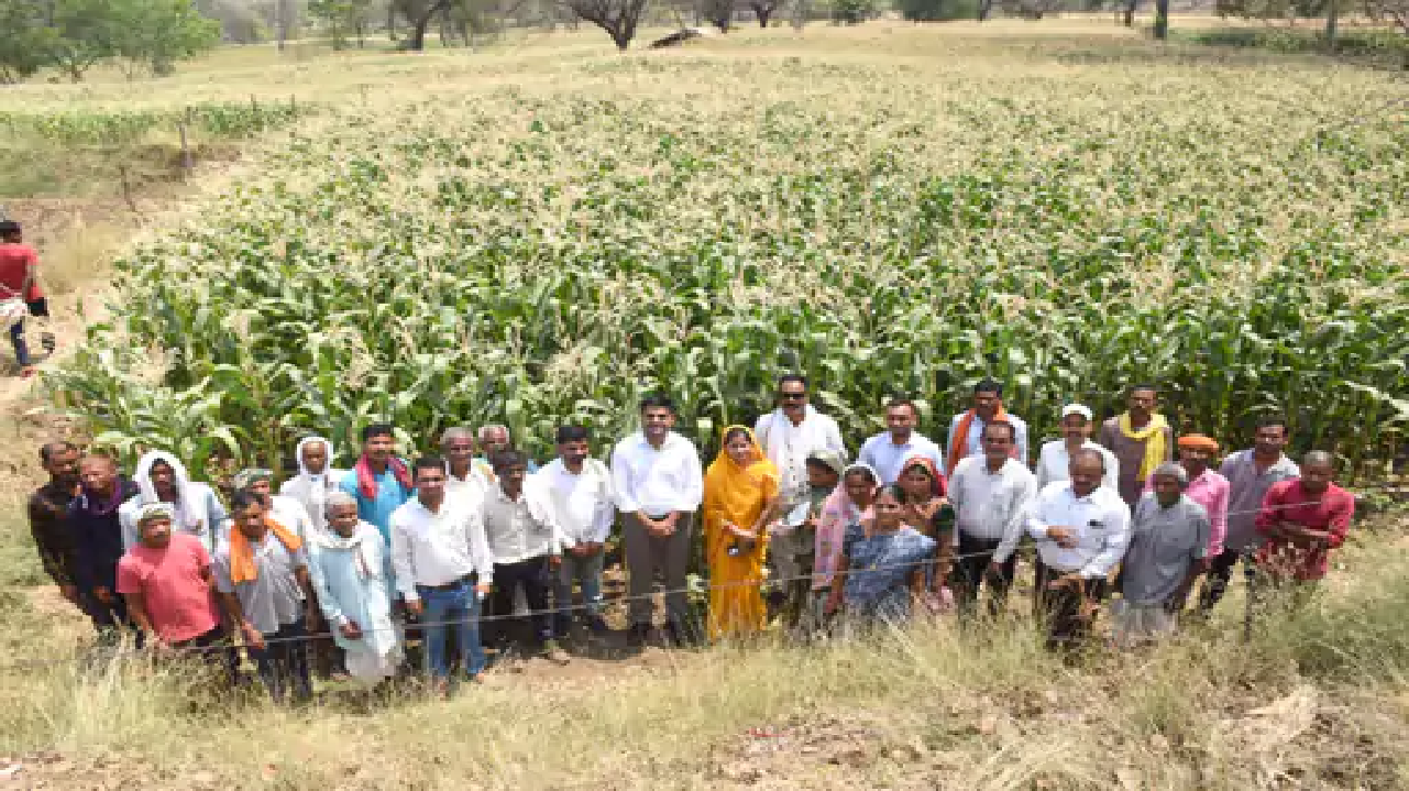 राजनांदगांव : 350 एकड़ में बदली फसल, घुपसाल बना जल बचत मॉडल…