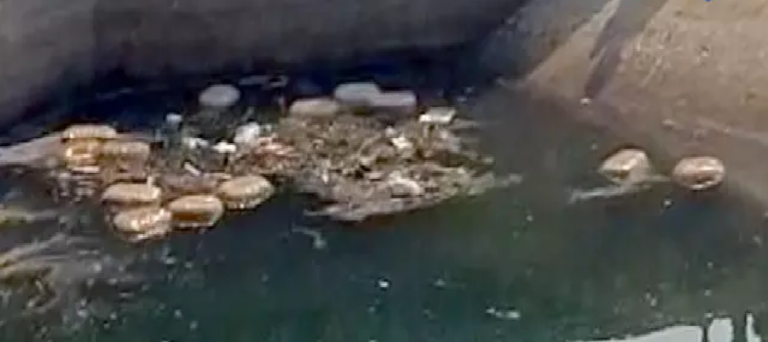 CG : पुलिस की चेकिंग चल रही थी, नहर में गांजा फेंककर भाग खड़े हुए तस्कर…