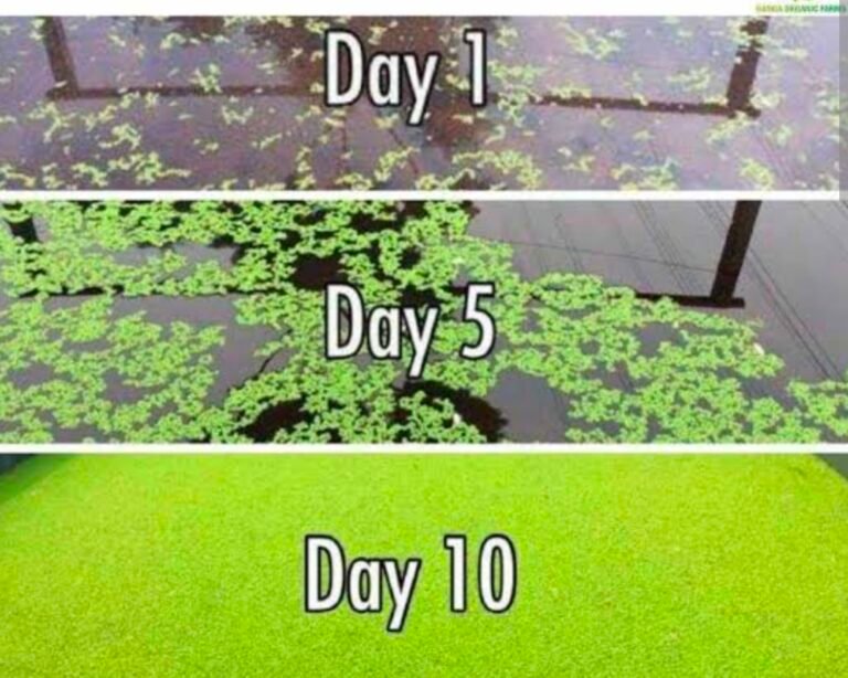 राजनांदगांव : नील हरित शैवाल फसलों के लिए सस्ता और टिकाऊ जैविक उर्वरक