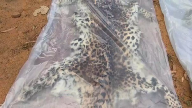 CG : तेंदुए की खाल के साथ 9 गिरफ्तार, तस्करी गिरोह का भंडाफोड़ …