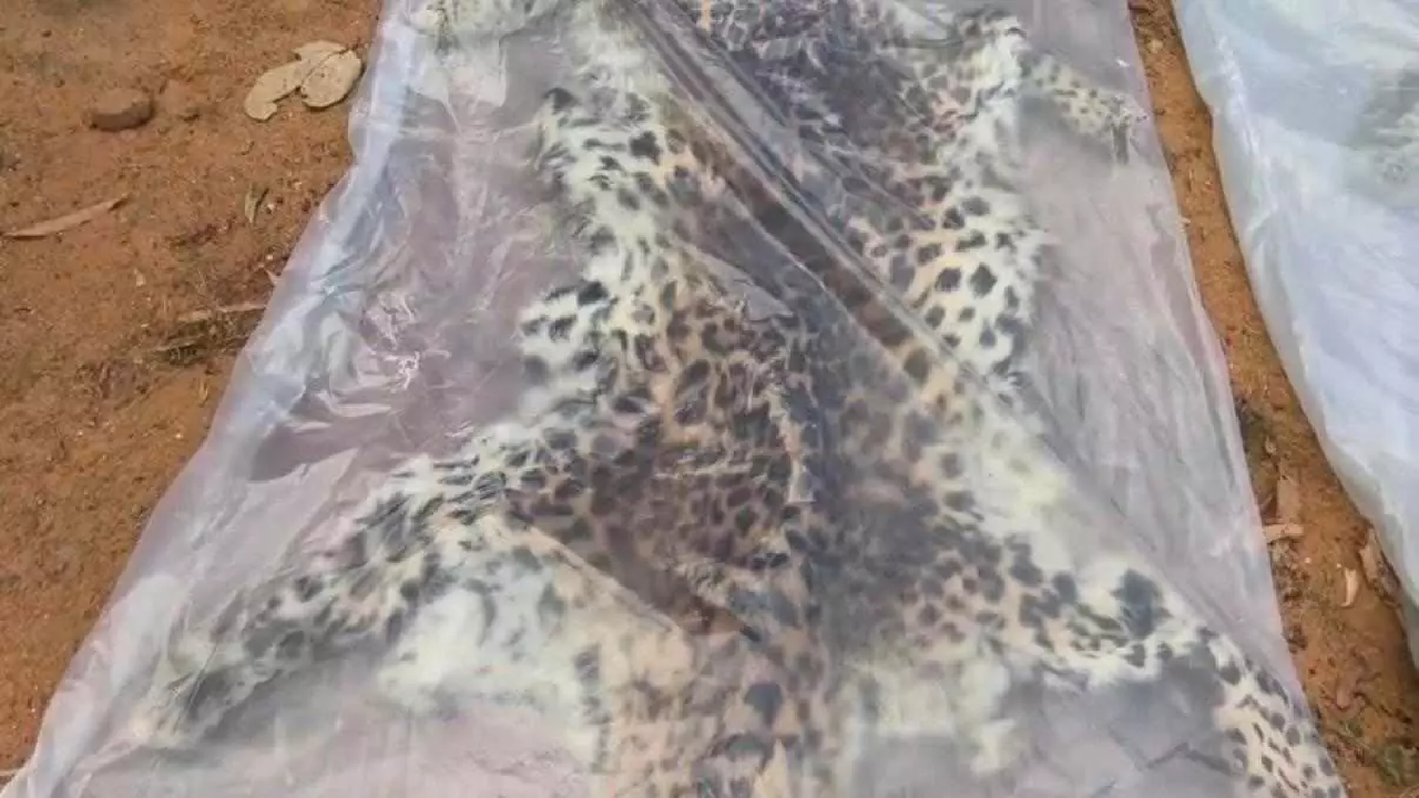 CG : तेंदुए की खाल के साथ 9 गिरफ्तार, तस्करी गिरोह का भंडाफोड़ …