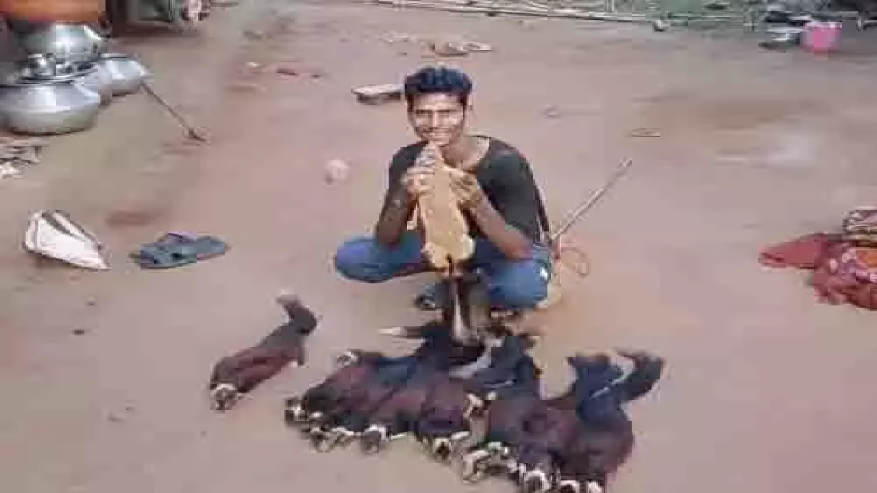 CG : राजकीय पशु 'शेकरू' का शिकार करने वाला पकड़ाया, ऐसे दबोचा गया …