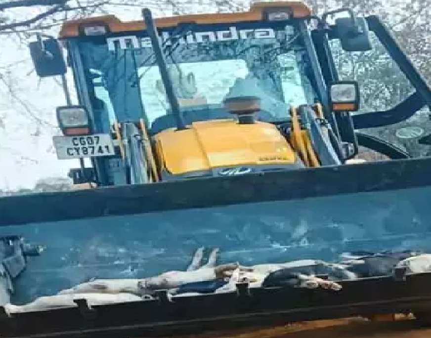 CG : अफ्रीकन स्वाइन फीवर से ग्रसित 300 सूअरों की मौत ...