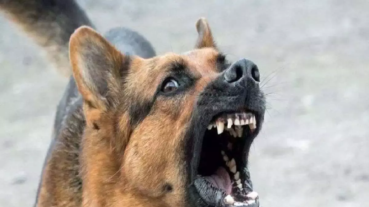 CG : पागल कुत्ते की हत्या, लगातार हमले से परेशान थे ग्रामीण …