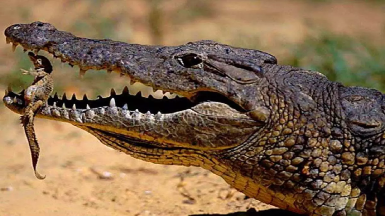 CG : मगरमच्छ अपनी जान बचाने पानी तलाशते सड़क में पहुंचा ...