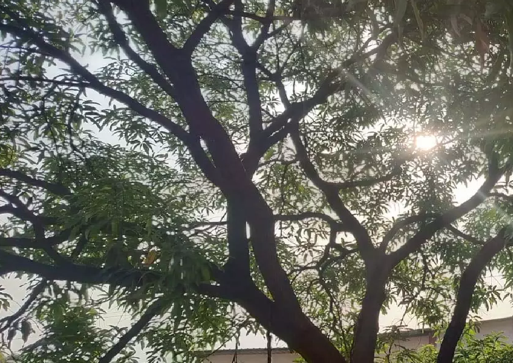 CG : गर्मी इतनी की हीट हेडेक का खतरा मंडराया, अतिआवश्यक काम होने पर ही घर से निकलने की सलाह …