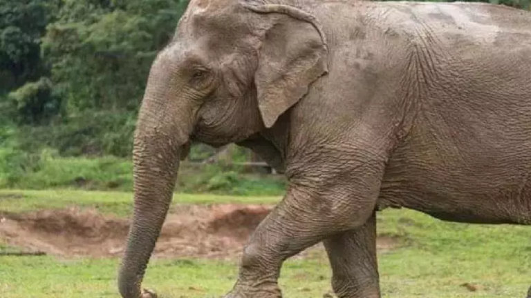 CG : बुजुर्ग महुआ बीनने पहुंचा जंगल, हाथी ने कुचला ...