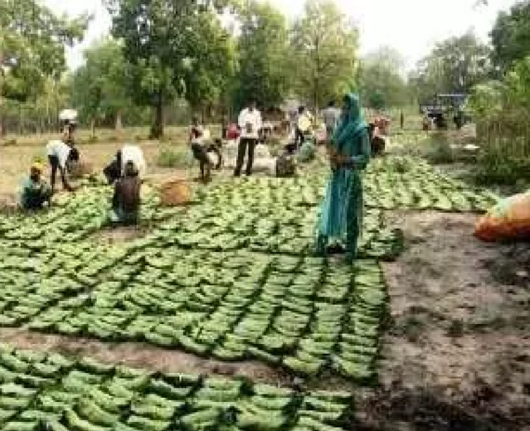 CG : सुकमा में तेंदूपत्ता संग्रहण जारी, 35 हजार से अधिक बोरे का हुआ संग्रहण …