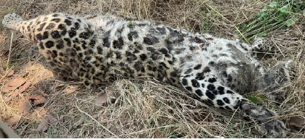 CG : तेंदुआ हाईवे में आया, वाहन की ठोकर से मौत …