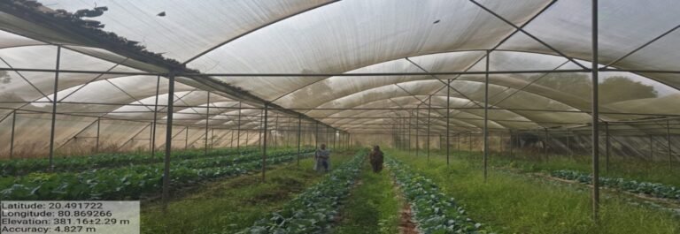 मोहला : सब्जी उत्पादन में नवाचार:आधुनिक तकनीक अपनाकर मैना बाई बनीं सफल उद्यानिकी कृषक